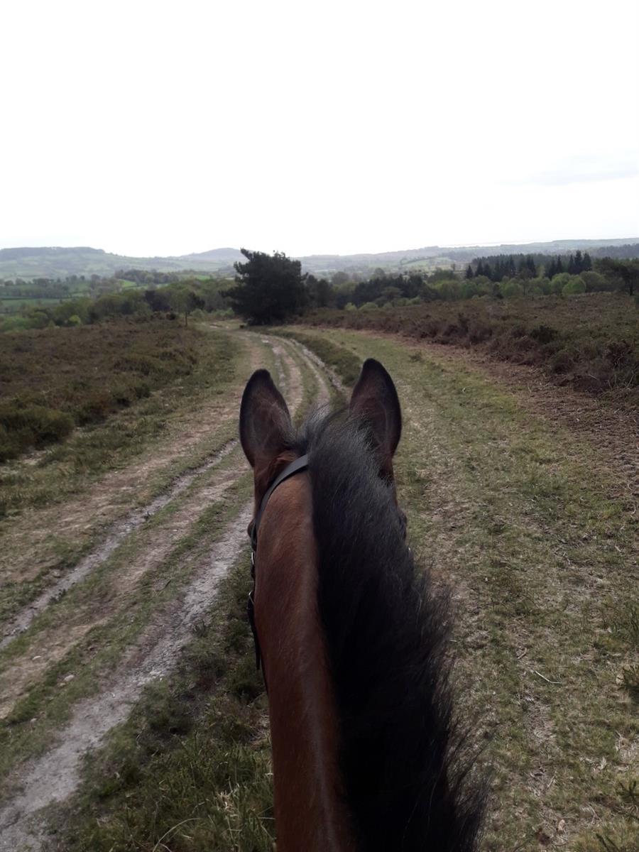 horse on common